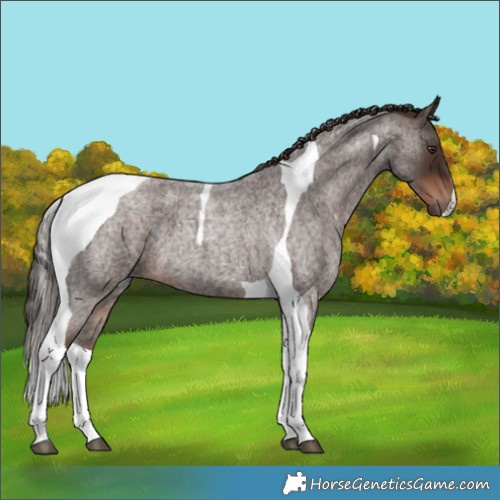 Horse Color:Liver Red Roan Tobiano 