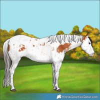 Horse Color:Bay Splash Tobiano  and Bay Splash Tobiano 