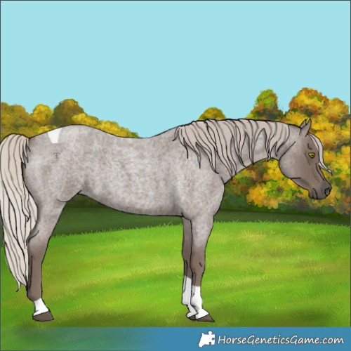 Horse Color:Silver Blue Roan Tobiano