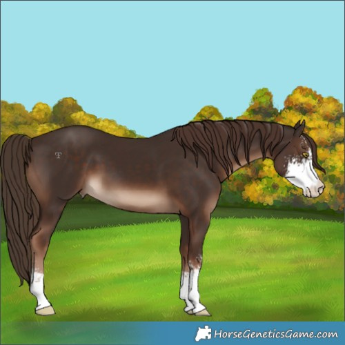 Horse Color:Liver Chestnut Sabino 