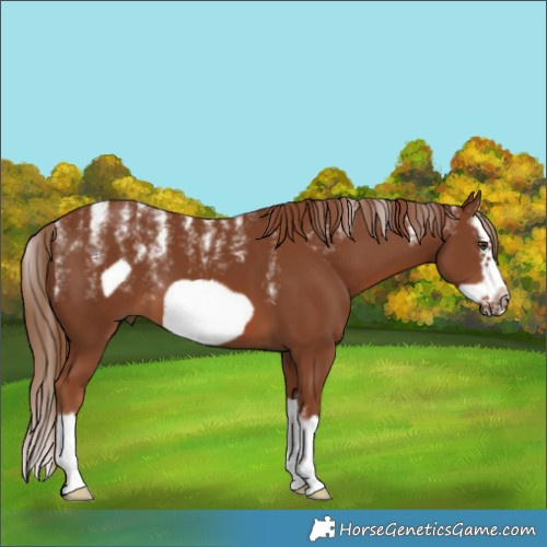 Horse Color:Powder White Chestnut Splash Frame