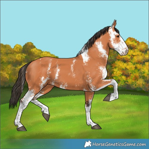 Horse Color:Bay Sabino 