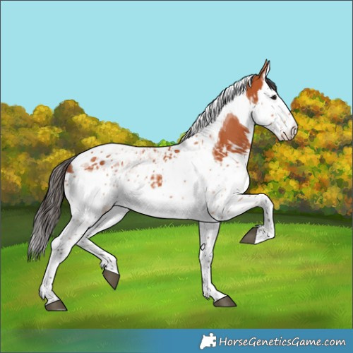 Horse Color:Bay Splash Tobiano  and Bay Splash Tobiano 