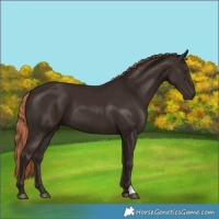 Horse Color:Liver Chestnut 