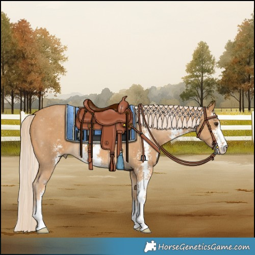 Horse Color:Palomino Sabino 