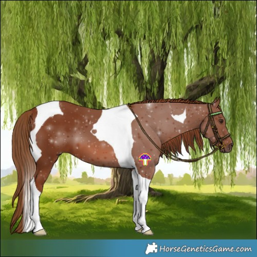 Horse Color:Chestnut Tobiano