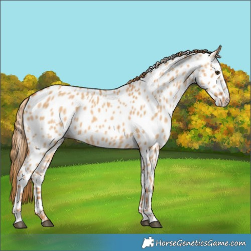 Horse Color:Red Dun Appaloosa