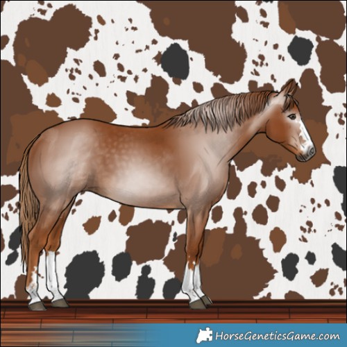 Horse Color:Gray Chestnut 