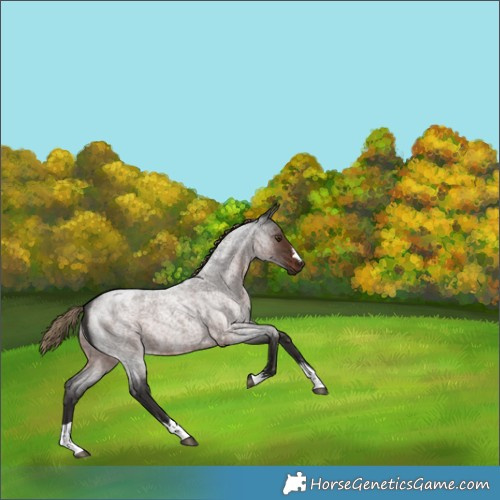Horse Color:Liver Red Roan 