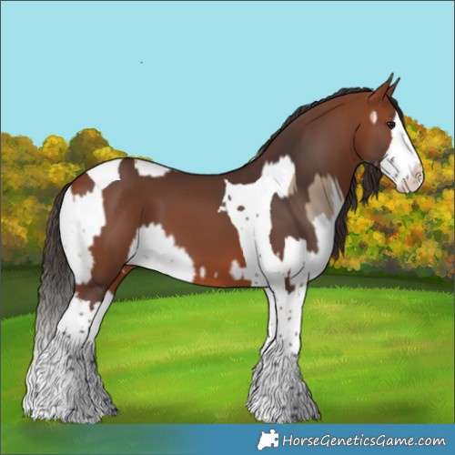 Horse Color:Bay Dun Splash Tobiano and Bay Splash Tobiano