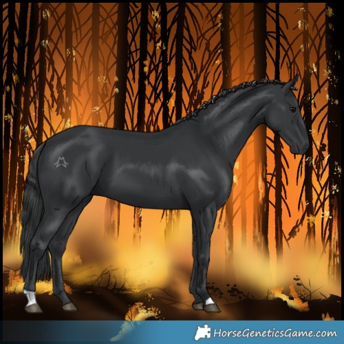Horse Color:Black 