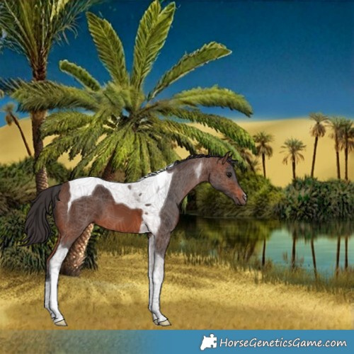 Horse Color:Brown Tobiano 