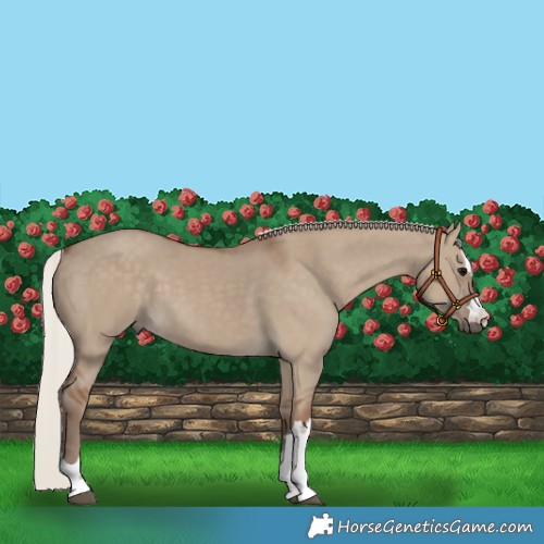Horse Color:Silver Grullo