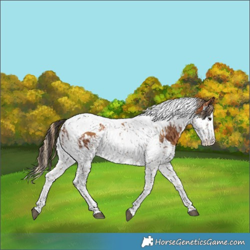 Horse Color:Bay Splash Tobiano and Chestnut Splash Tobiano
