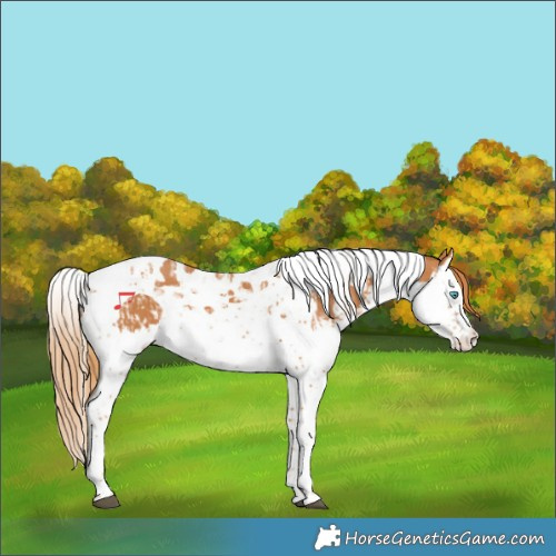 Horse Color:Chestnut Splash Tobiano  and Chestnut Splash Tobiano 