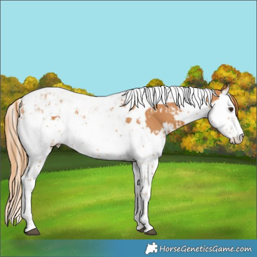 Horse Color:Chestnut Splash Tobiano and Chestnut Splash Tobiano Appaloosa