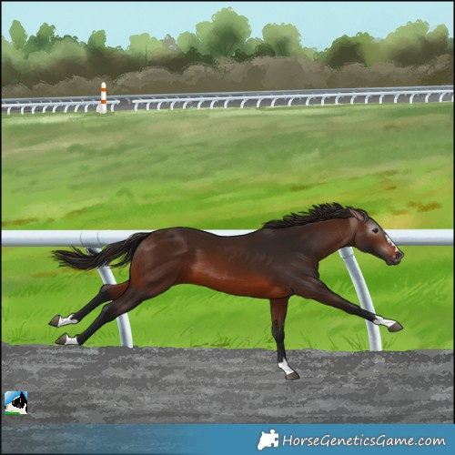 Horse Color:Gray Bay 