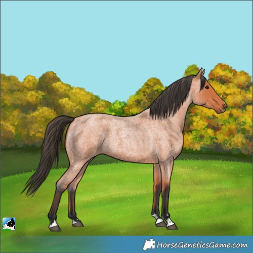 Horse Color:Bay Roan 