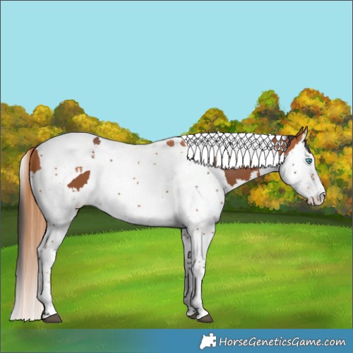 Horse Color:Chestnut Splash Tobiano  and Bay Splash Tobiano 