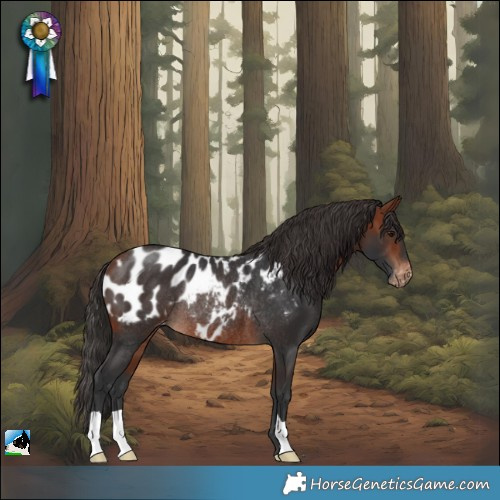 Horse Color:Bay Appaloosa Rabicano 