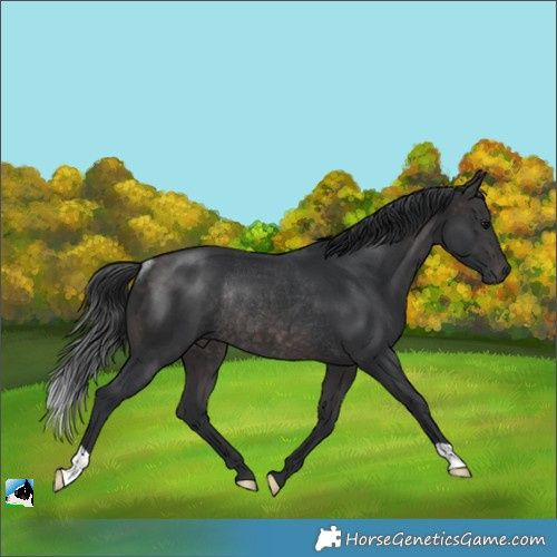 Horse Color:Platinum Brown Rabicano 