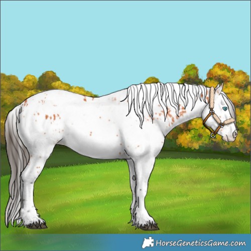 Horse Color:Bay Splash Tobiano  and Bay Splash Tobiano 