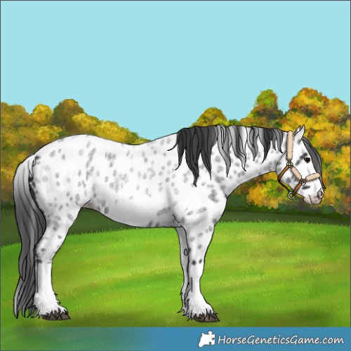 Horse Color:White Spotted Blue Roan Splash Frame Near Leopard 