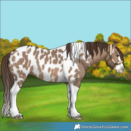Horse Color:Brown Dun Splash Tobiano Near Leopard