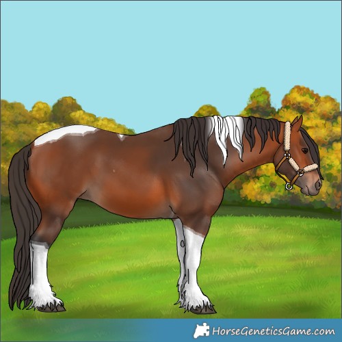 Horse Color:Bay Tobiano 