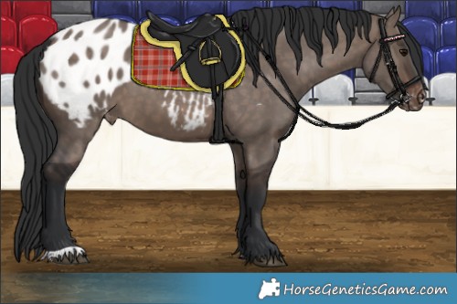 Horse Color:Brown Dun Blanket