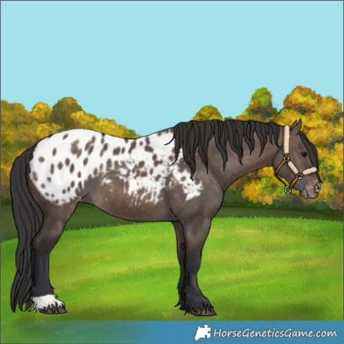 Horse Color:Brown Dun Blanket 