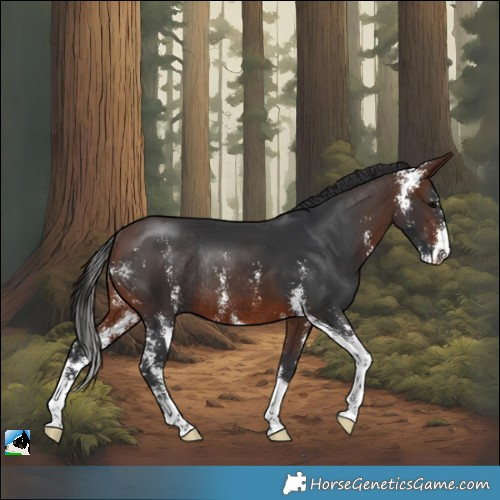 Horse Color:Brown Sabino Rabicano