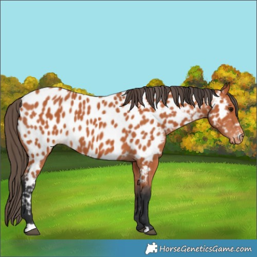 Horse Color:Bay Near Leopard