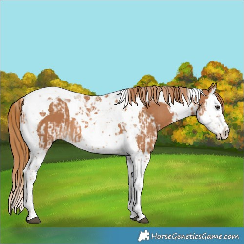 Horse Color:Chestnut Splash Tobiano and Chestnut Splash Tobiano