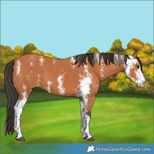 Horse Color:Bay Sabino 