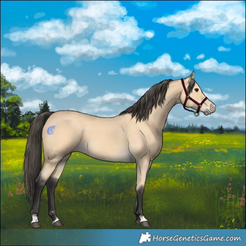 Horse Color:Buckskin