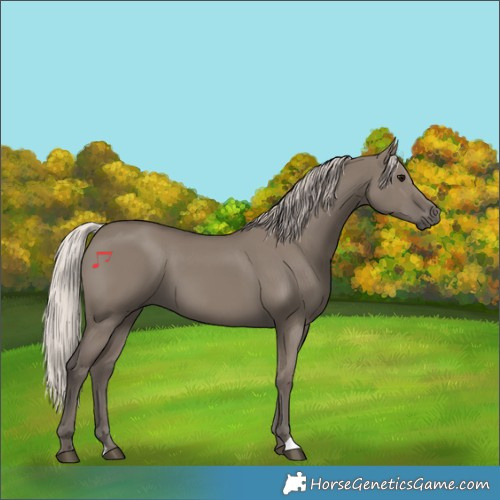 Horse Color:Silver Grullo