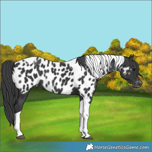 Horse Color:Black Tobiano Appaloosa Rabicano