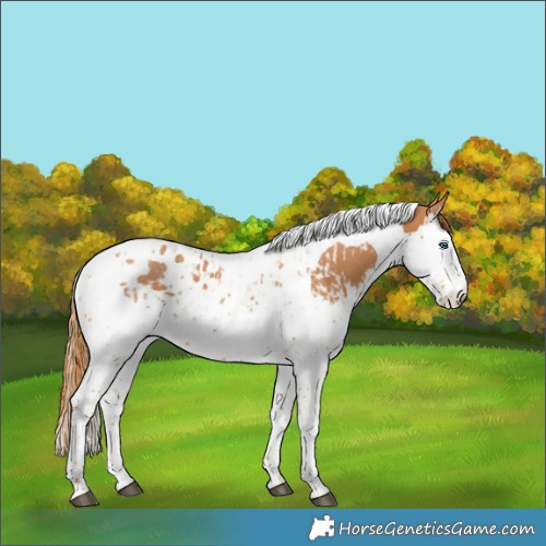 Horse Color:Chestnut Splash Tobiano  and Chestnut Splash Tobiano 