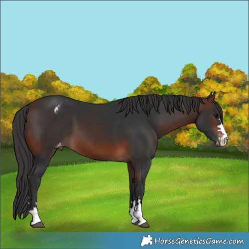 Horse Color:Brown Appaloosa 