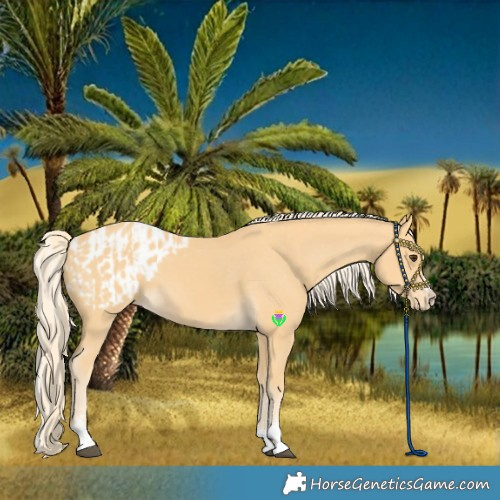 Horse Color:Palomino  and Palomino Blanket 