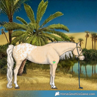 Horse Color:Palomino and Palomino Appaloosa