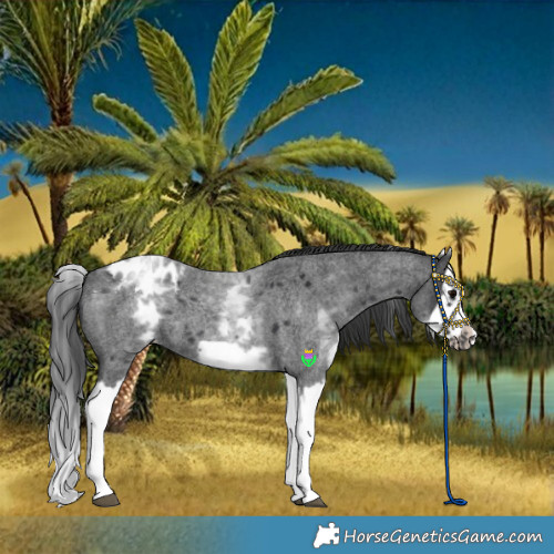 Horse Color:White Spotted Blue Roan Splash Frame Appaloosa