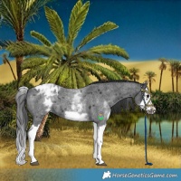 Horse Color:White Spotted Blue Roan Splash Frame Blanket 