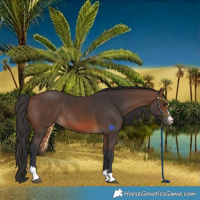 Horse Color:Brown 
