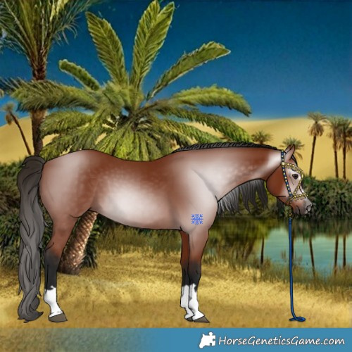 Horse Color:Gray Bay 