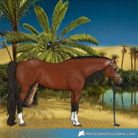 Horse Color:Gray Bay