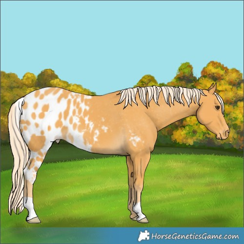 Horse Color:Palomino Skewed Appaloosa