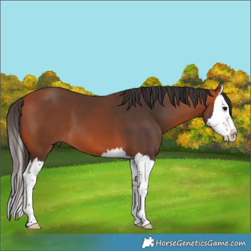 Horse Color:Bay Splash