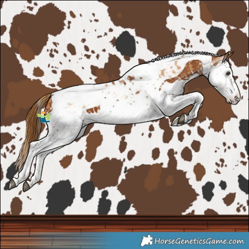 Horse Color:Chestnut Splash Tobiano  and Gray Chestnut Splash Tobiano 